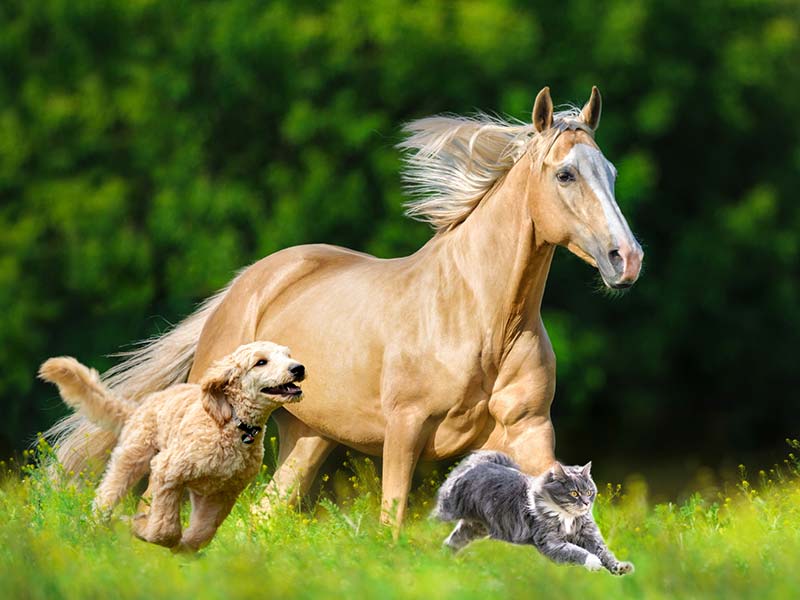 Natural Feed – Shop für Endkunden